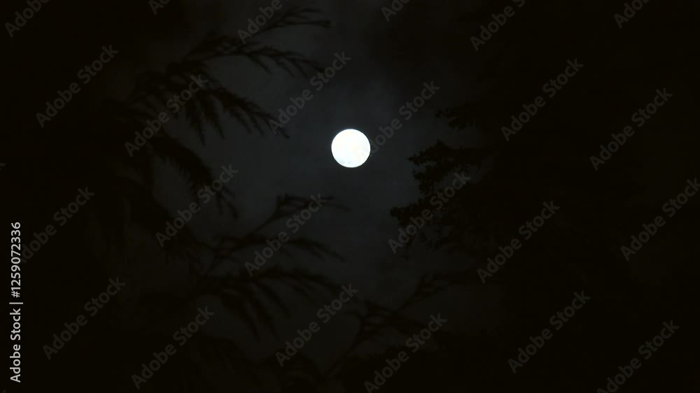 Canvas Prints full moon shining bright in forest between towering evergreen trees as clouds pass and sky becomes c
