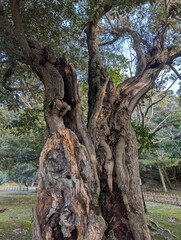 Beautiful Old tree texture
