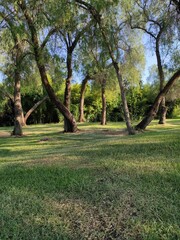 Obraz premium trees in the park