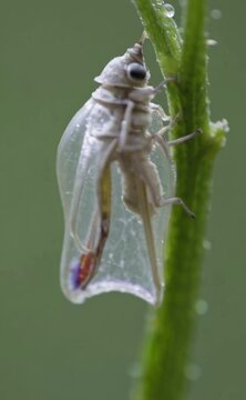 Unique close-up view of a treehopper insect on a green plant in natural habitat