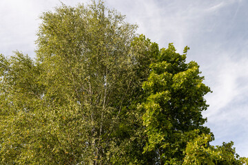 tall birches in sunny weather in early autumn