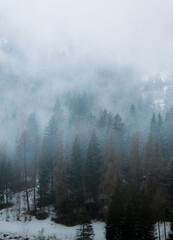 misty morning in the forest