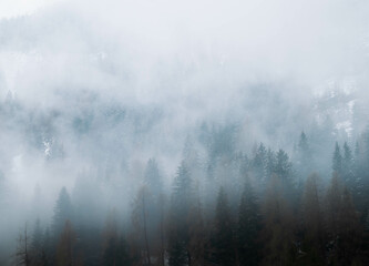 mist in the forest