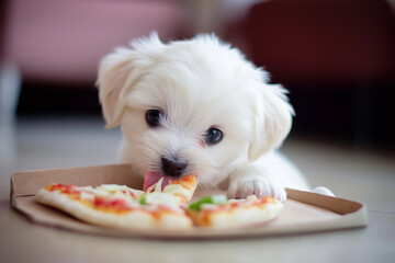 Adorable Maltese puppy enjoying pizza in a cute playful moment at home