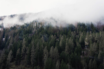 fog in the forest