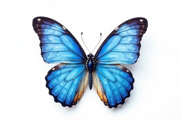 Fototapeta premium Blue watercolor butterfly on white background, nature, blue butterflies, garden