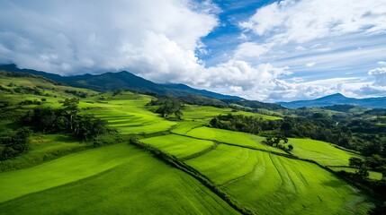 Fototapeta premium Vibrant green terraced rice fields under a blue sky with dramatic cloud formations in the background : Generative AI