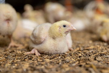 small chickens in down and feathers during cultivation at a poultry farm