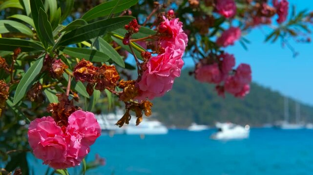 Pink oleander flowers sway gently in the wind, set against a backdrop of a vibrant blue sea dotted with boats. The scene captures the essence of a sunny summer day by the coast