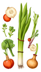 Fresh and cooked aspargus vegetable collection - Ready to use Premium PNG Cutout Isolated image, hand-drawn digital illustration. with white shades