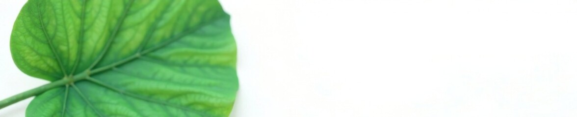 Close-up of Monstera leaf and isolated stem on white background, leaf, monstera, closeup