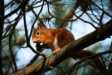 red squirrel on a tree