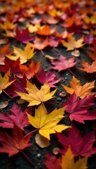 Fototapeta premium Colorful Maple Leaves on the ground, nature, trees, foliage