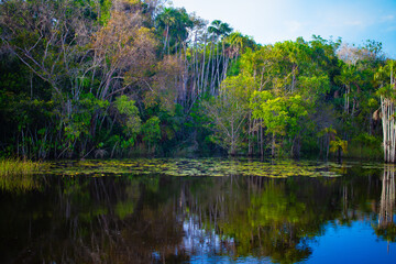 Panoramic view of Amazon forest trees along riverbank with reflections.