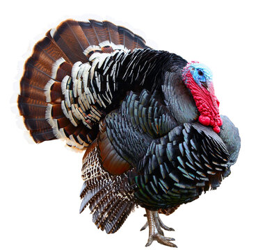 Eastern Wild Turkey male Meleagris gallopavo in full strutting display walking . Domestic turkey isolated on  white background.
