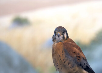 Close up of an American Kestrel, shallow depth of field.