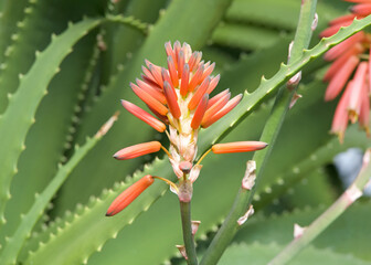 Clos up on Aloe ferox flower, commonly known as bitter aloe, is a species of flowering plant in the family Asphodelaceae. Ready to bloom.