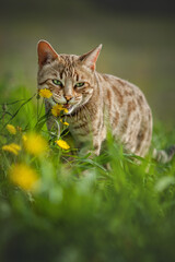 Bengal Cat in Flower Meadow