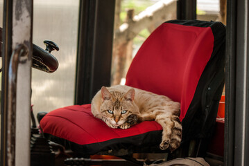 Bengal Cat on Wheelloader Seat