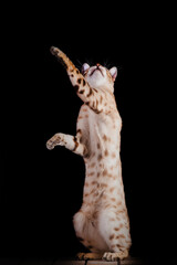 Mink Snow Bengal Cat reaching out high
