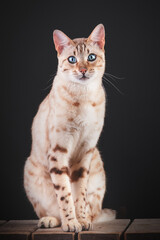 Mink Snow Bengal Cat in Studio