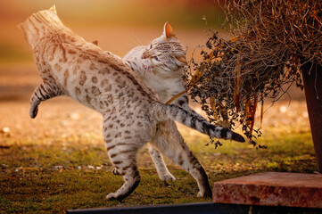 Snow Bengal Cats playing outdoor