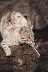 Male Snow Bengal Cat playing on ancient Wood