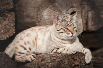 Male Snow Bengal Cat playing on ancient Wood