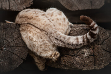 Male Snow Bengal Cat playing on ancient Wood