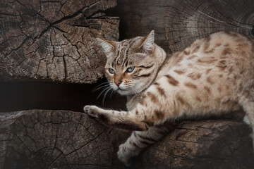 Male Snow Bengal Cat playing on ancient Wood