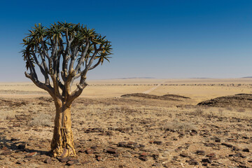 Naklejka premium tree in the desert