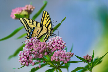 A beautiful Nature scene of a Swallowtail Butterfly pollinating Swamp Milkweed flowers in a natural, wild habitat by a nearby lake.