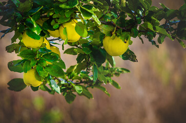Ripe Quince on small Tree