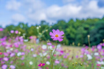 青空バックに見る満開のピンクのコスモス