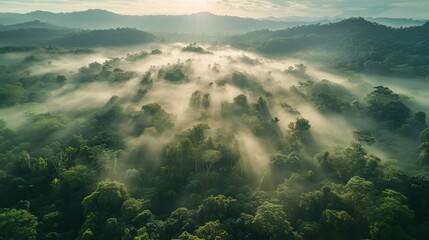Lush Jungle Canopy with Golden Sunrise Light &ndash; Perfect for Eco-Friendly Marketing