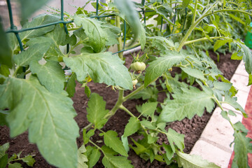 Unripe green tomatoes growing on healthy vines, promising a bountiful harvest in the near future, home gardening concept,