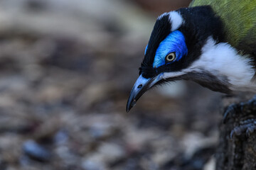 Obraz premium Blue-winged blue-winged warbler bird portrait. 
