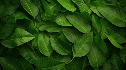 Fototapeta premium Closeup Lush Green Tropical Leaves