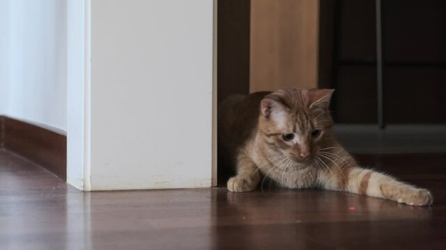 Ginger Young Cat Playing With Red Dot From Laser
