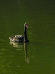 Swimming a black swan on the water lake in Brazil