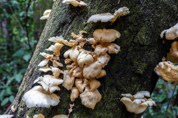 fresh mushroom herb and vegetarian in fresh rainforest in Brazil