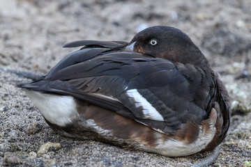 An Eastern Mallard duck rests on the shore.
