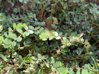 green moss in the garden