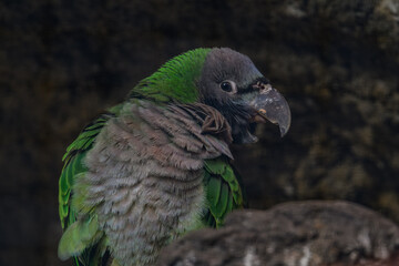 Alexander the Chinese parrot on a twig.
