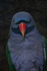 Alexander the Chinese parrot on a twig.
