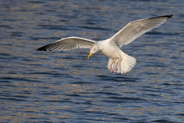 Obraz premium Seagull landing on water