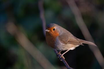 Fototapeta premium Robin Redbreast perched on a branch 