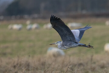 Heron in flight over field of sheep