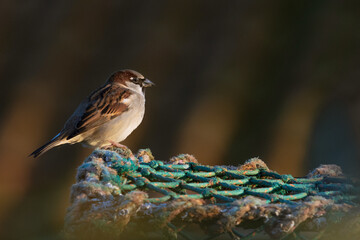 Male Sparrow perched on a Lobster Pot