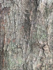 old tree trunk texture